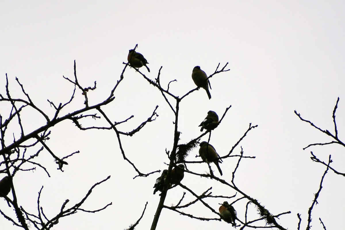 Gray-headed Bullfinch - ML77391961