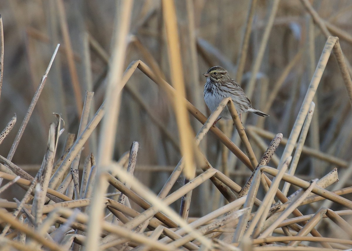 Savannah Sparrow (Savannah) - ML77392281