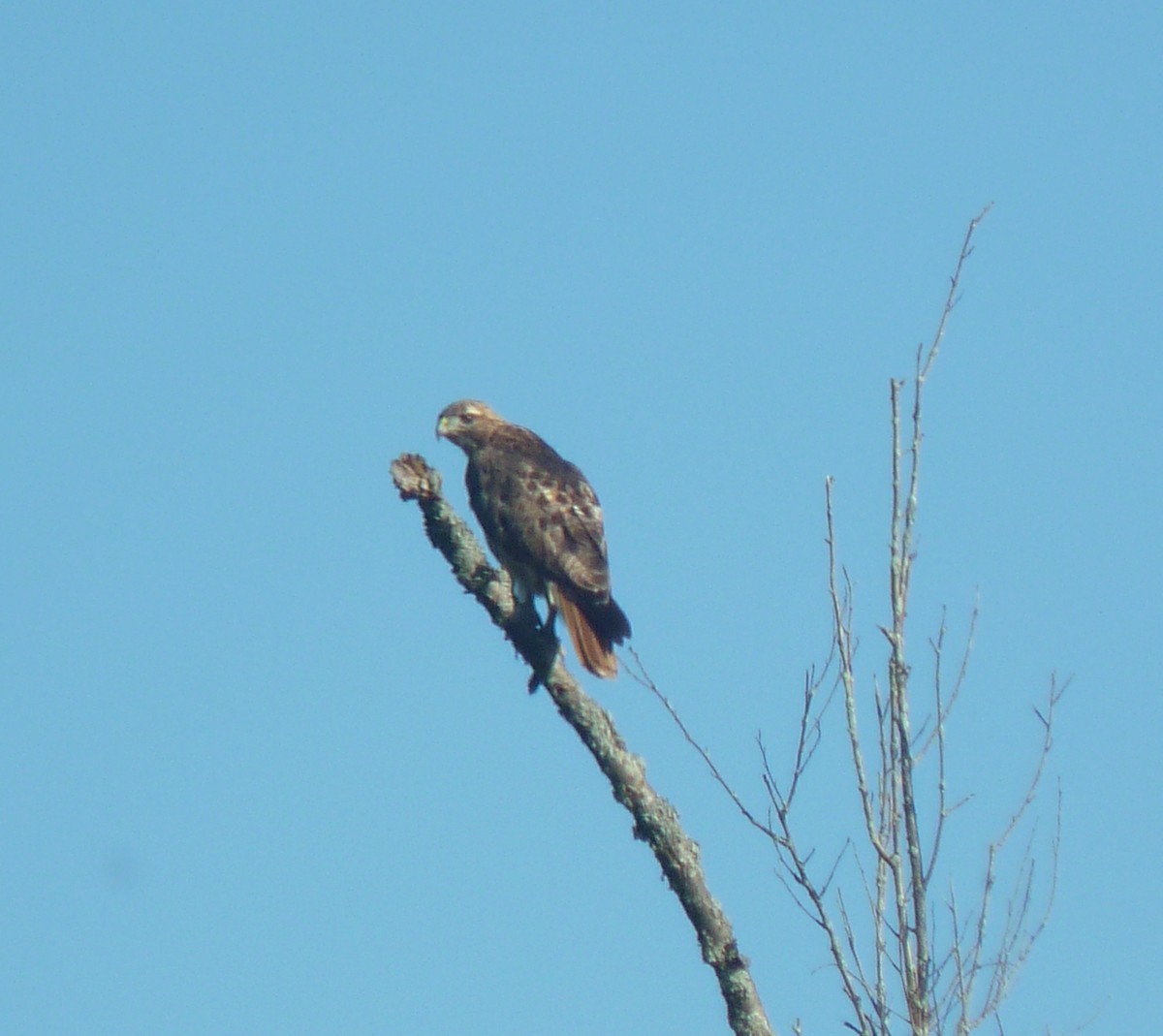 Rotschwanzbussard - ML77393081