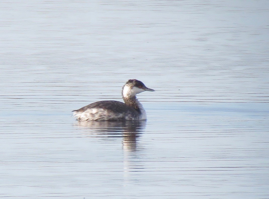 Horned Grebe - ML77393131