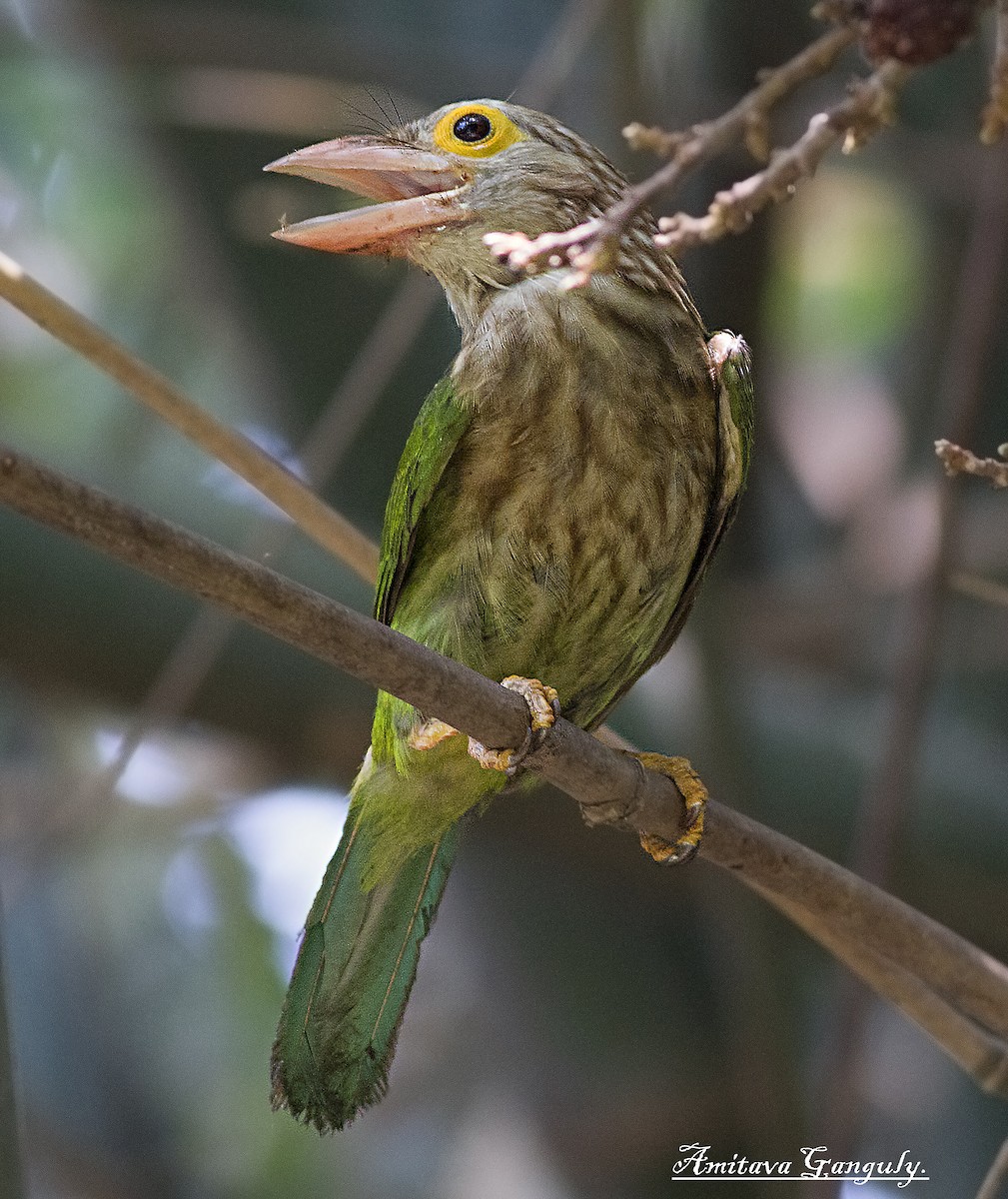 Lineated Barbet - ML77393181