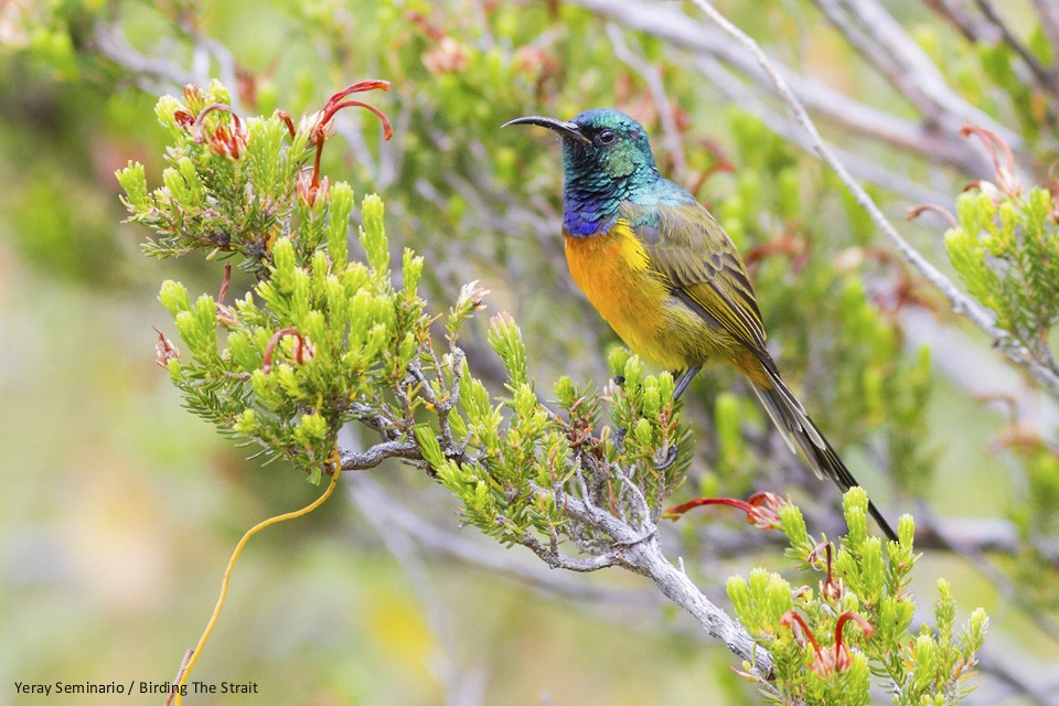 Orange-breasted Sunbird - Yeray Seminario