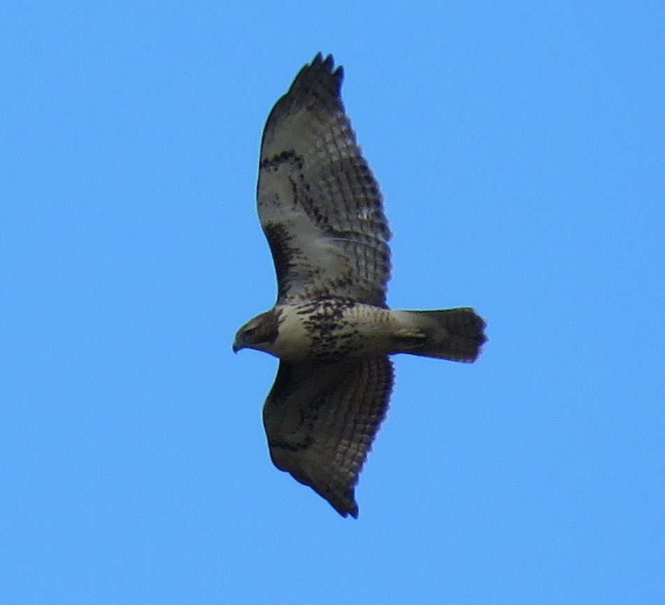 Red-tailed Hawk - ML77394321