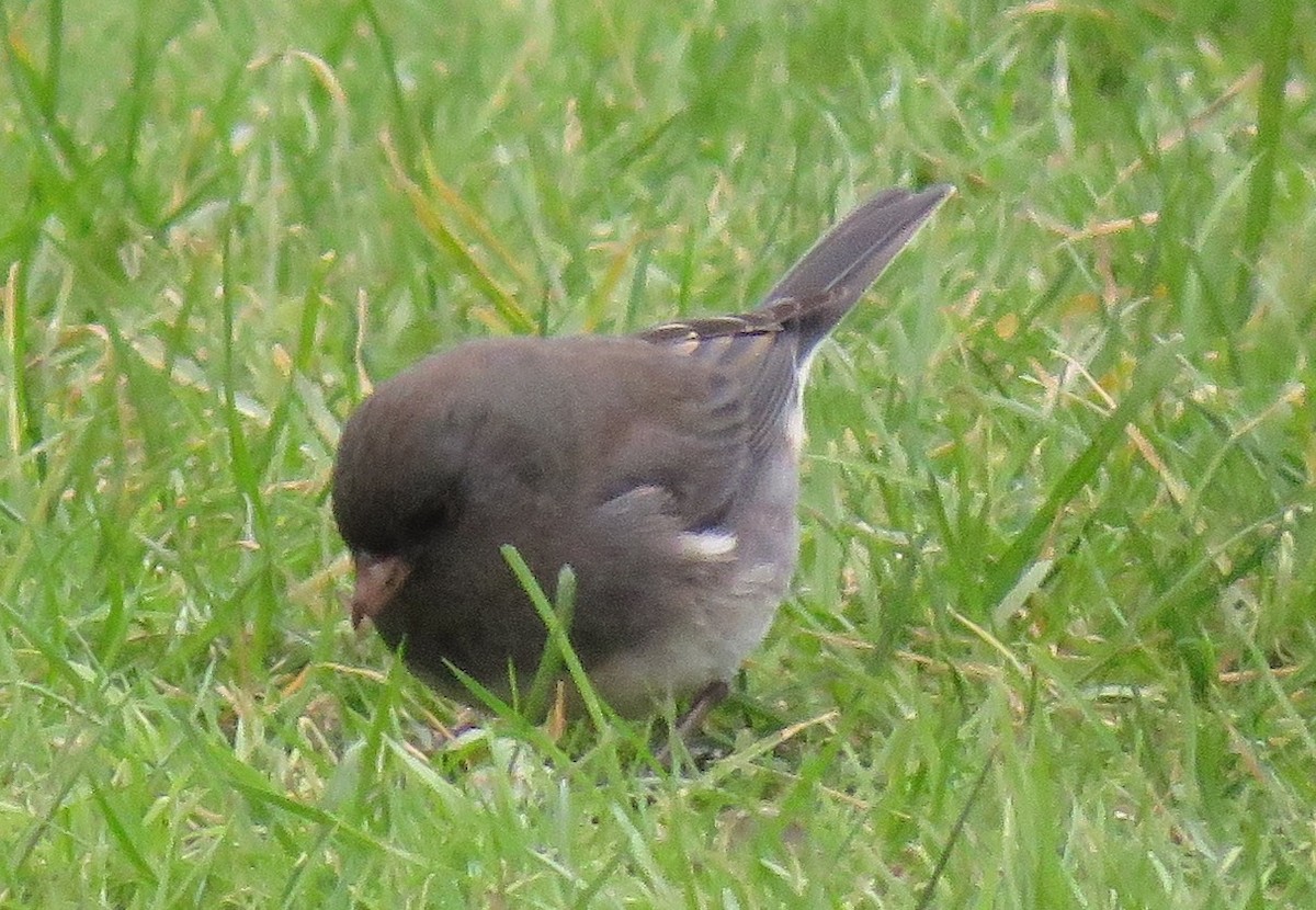 Dark-eyed Junco - ML77394361