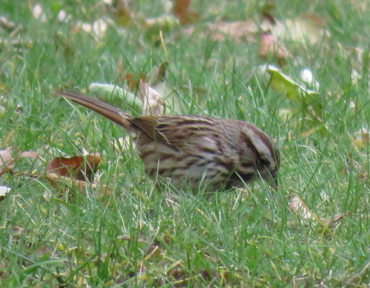 Song Sparrow - ML77394381