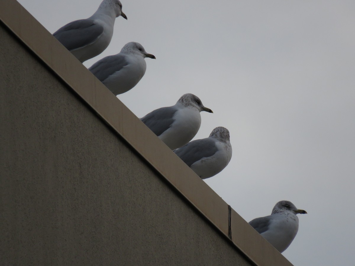 Ring-billed Gull - ML77394631