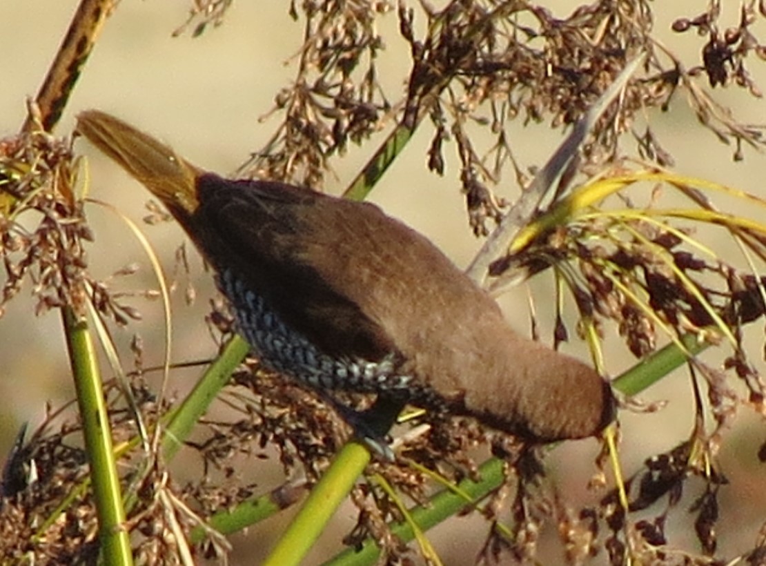 Scaly-breasted Munia - ML77394661