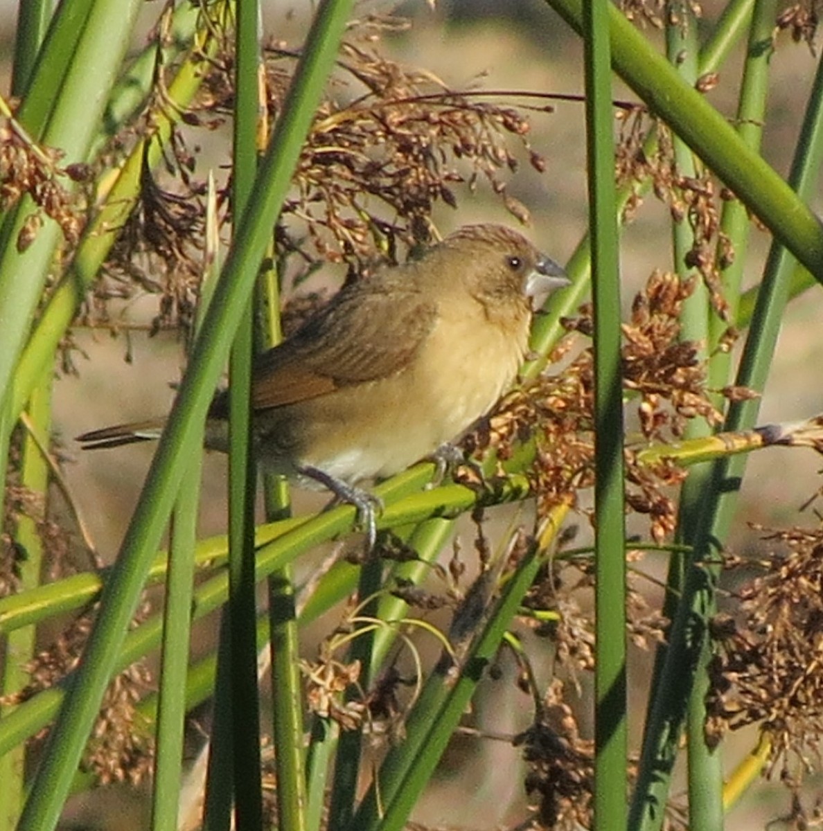 Scaly-breasted Munia - ML77394671