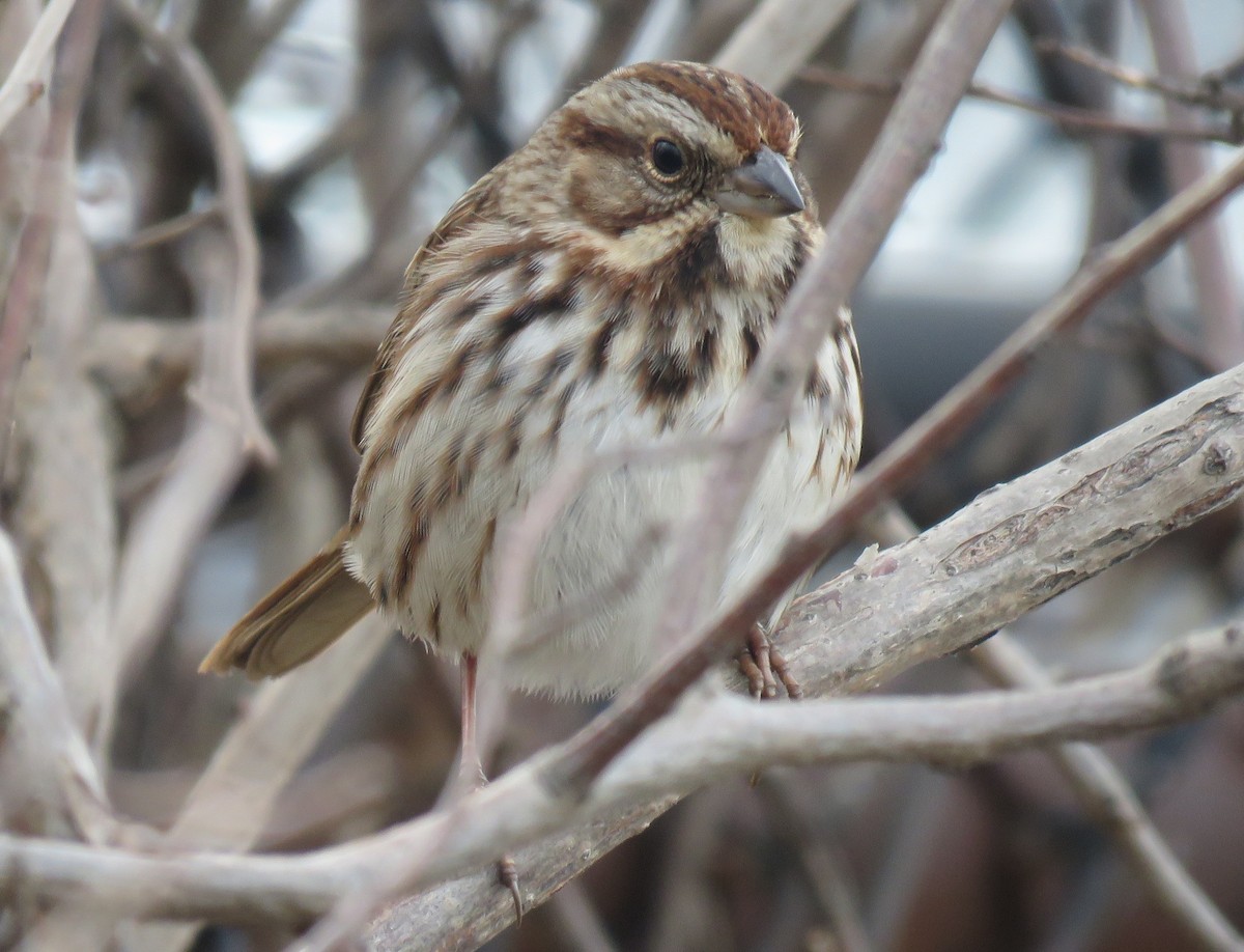 Song Sparrow - ML77395211