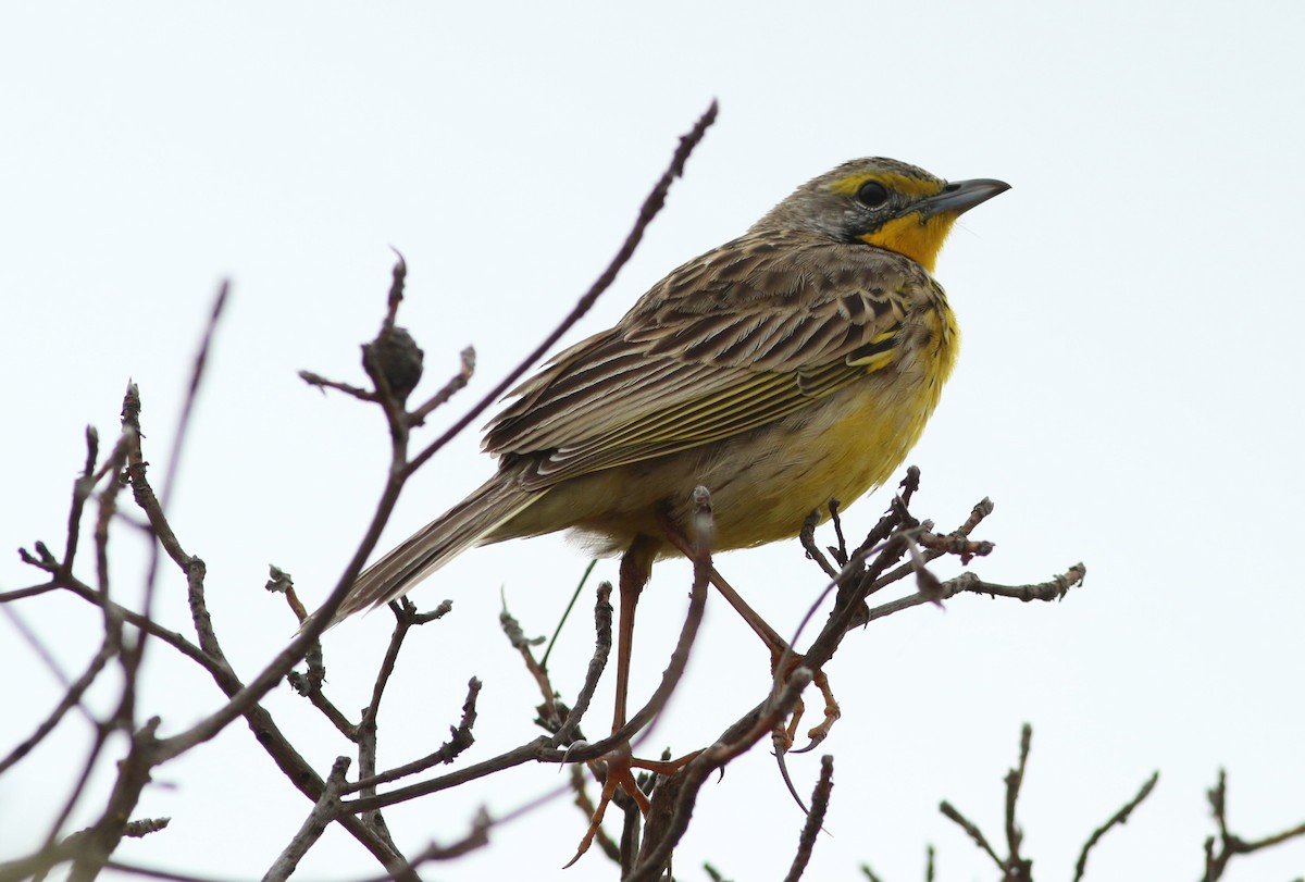 Yellow-throated Longclaw - ML77396611