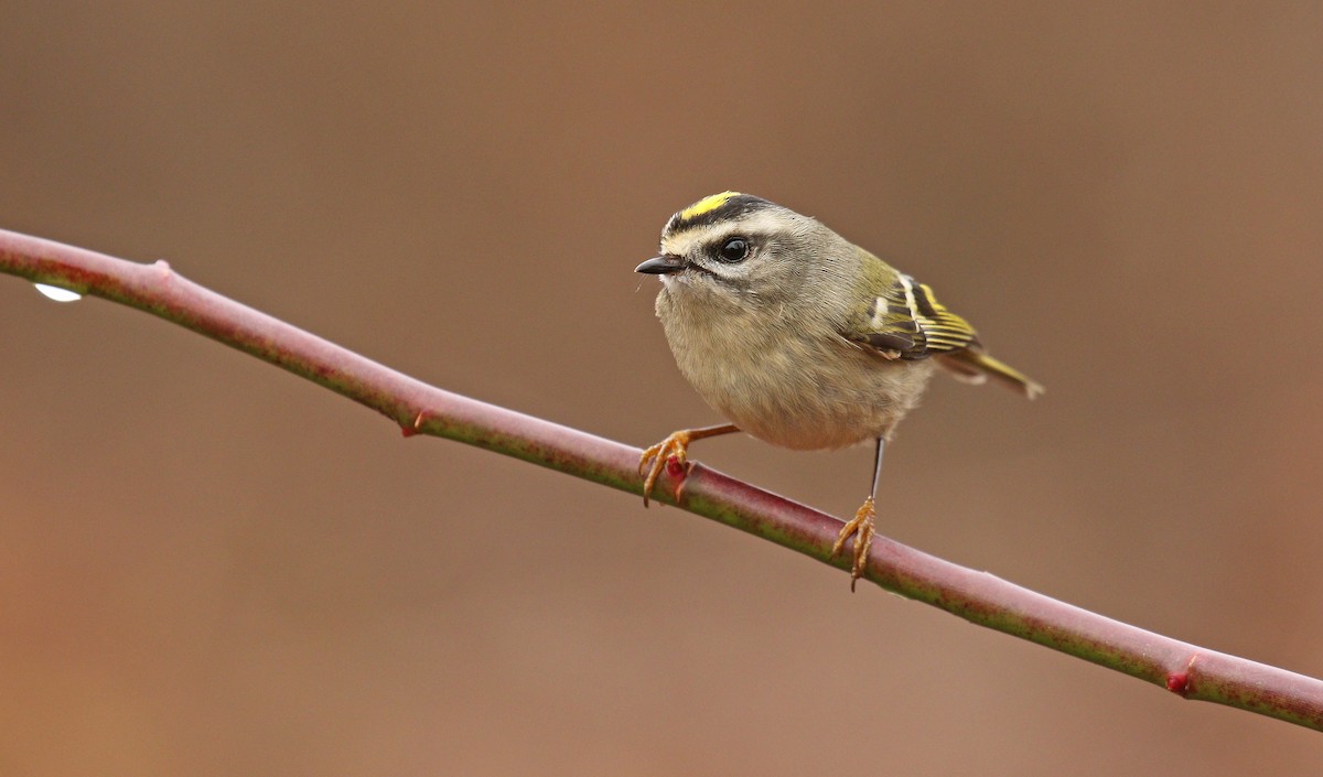 Golden-crowned Kinglet - ML77396651