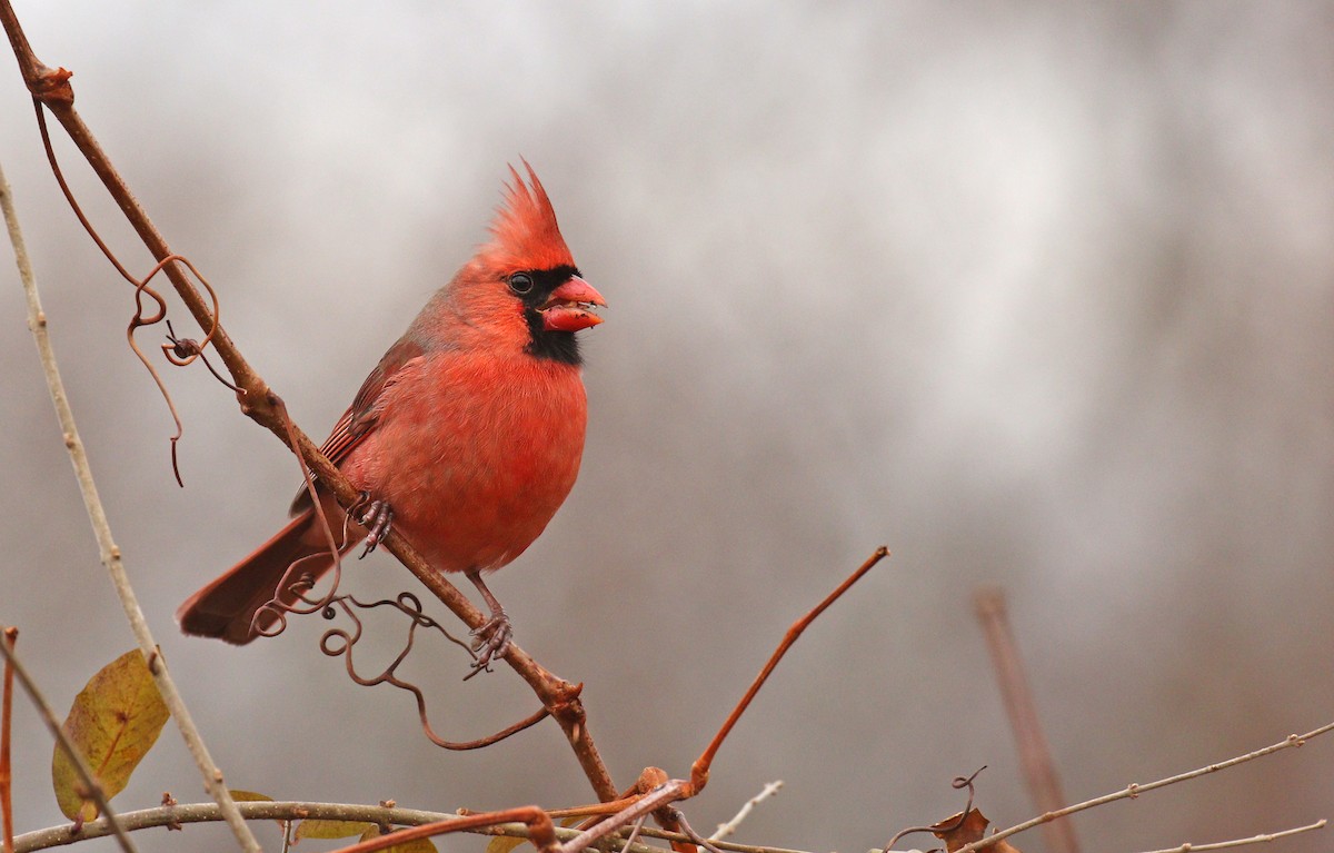 Cardenal Norteño - ML77396781