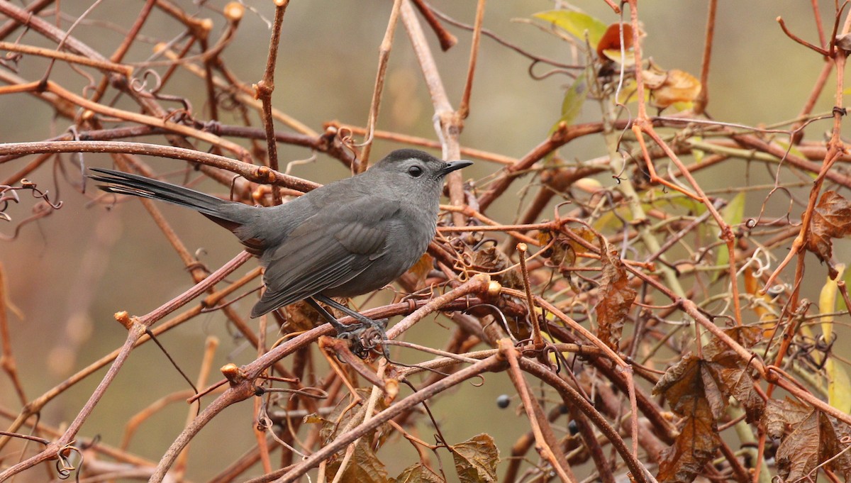 Pájaro Gato Gris - ML77396821