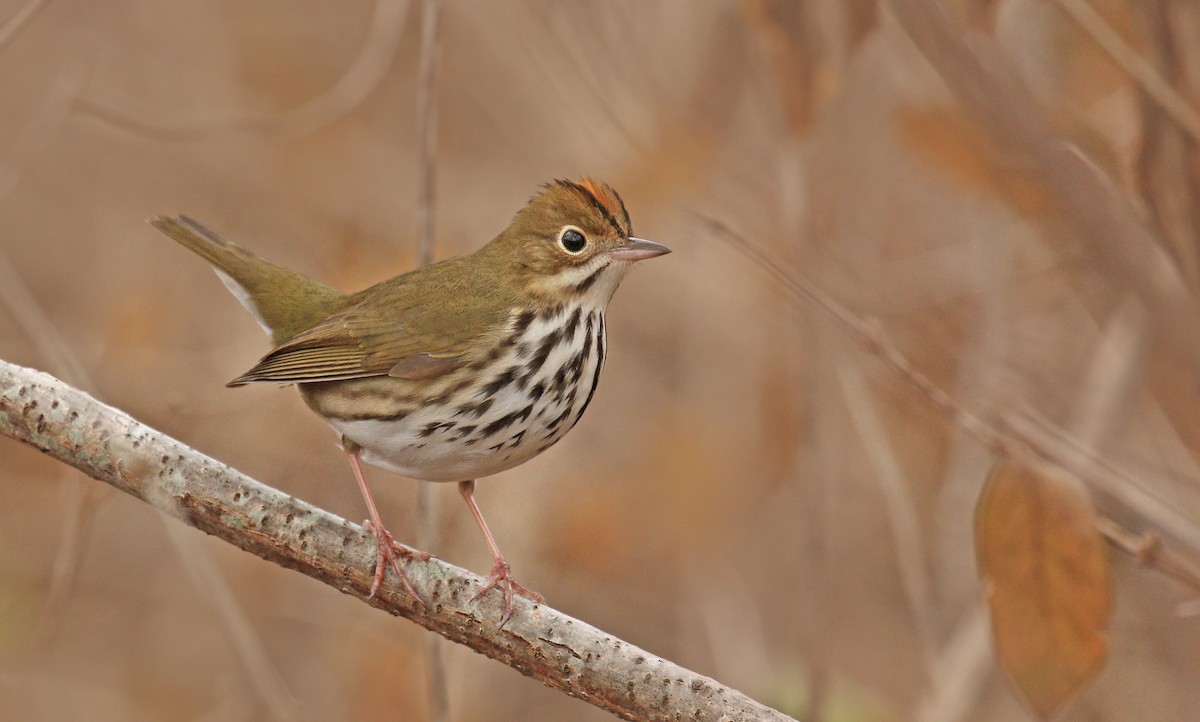 Ovenbird - Ryan Schain