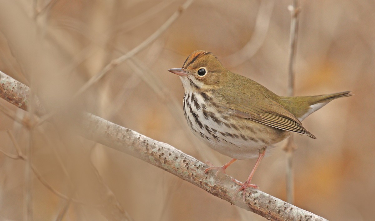 Ovenbird - ML77397011