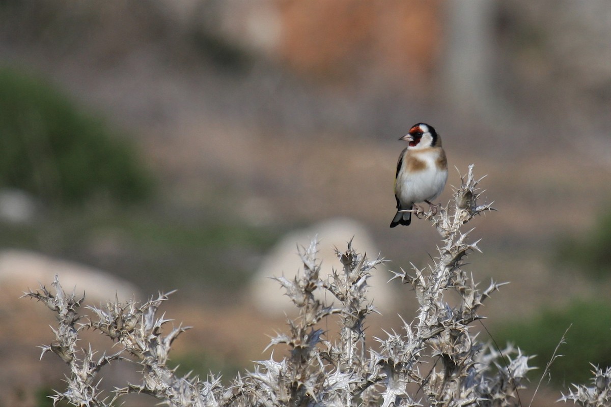 European Goldfinch - ML77398801