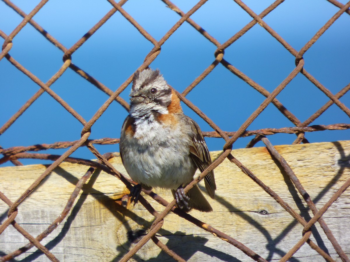 Rufous-collared Sparrow - Antonieta Gonzalez Soto