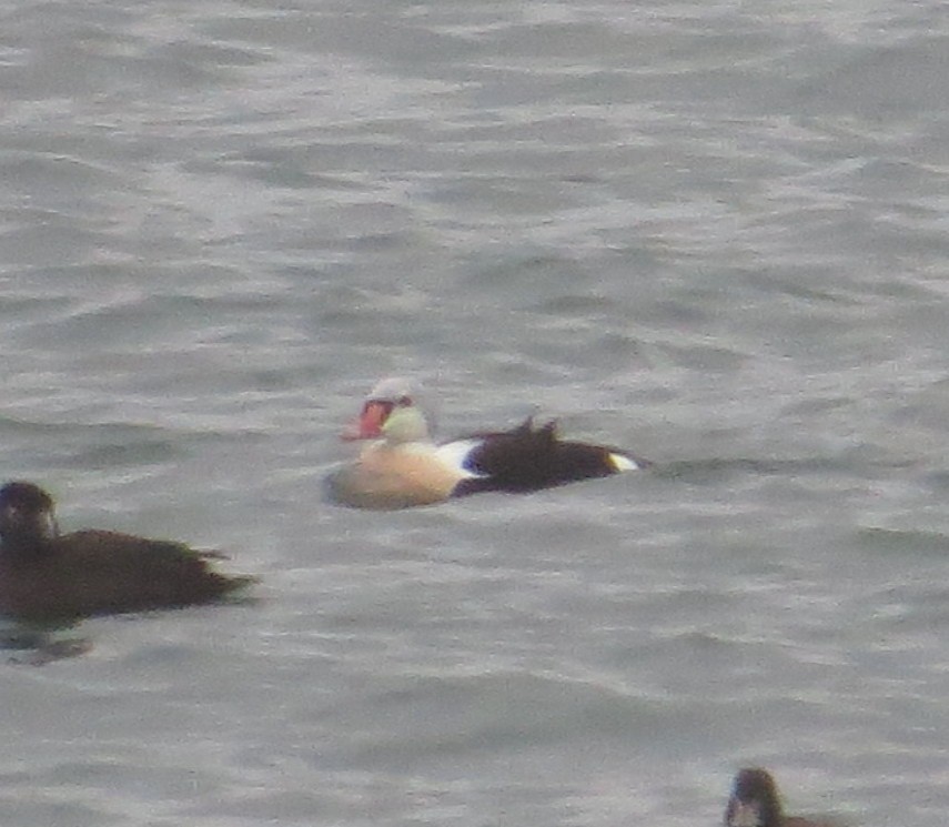 King Eider - ML77401381
