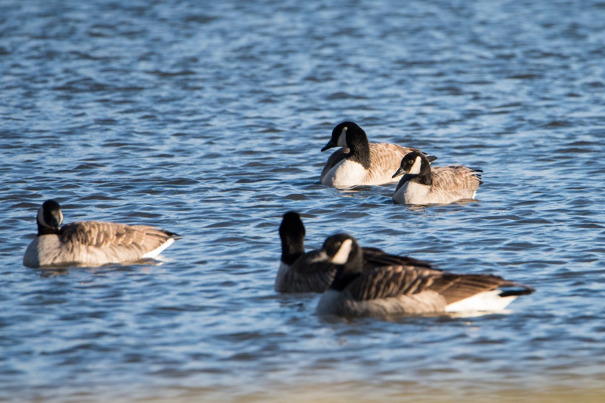 Cackling Goose - Sue Barth