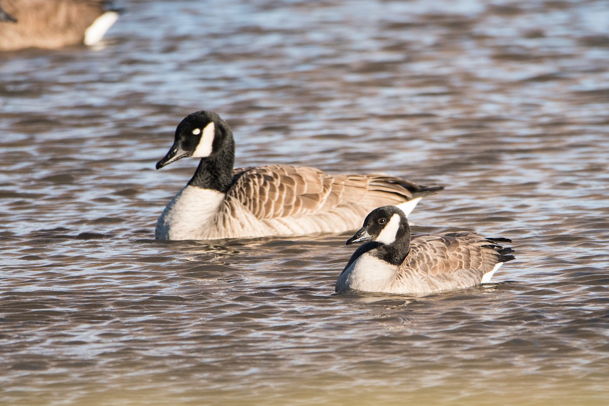 Cackling Goose - Sue Barth