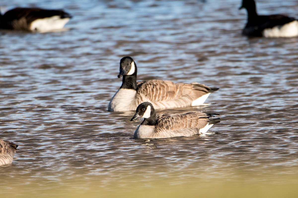 Cackling Goose - Sue Barth