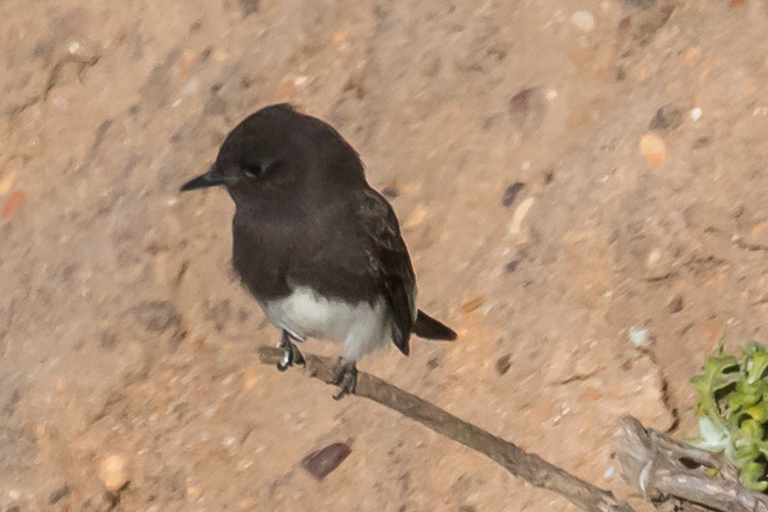Black Phoebe - ML77404581