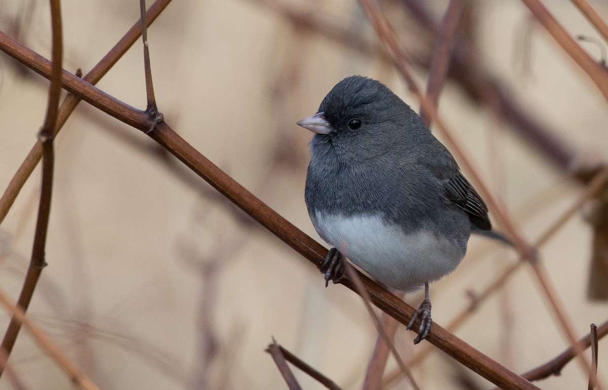 Dark-eyed Junco - Suzanne Labbé