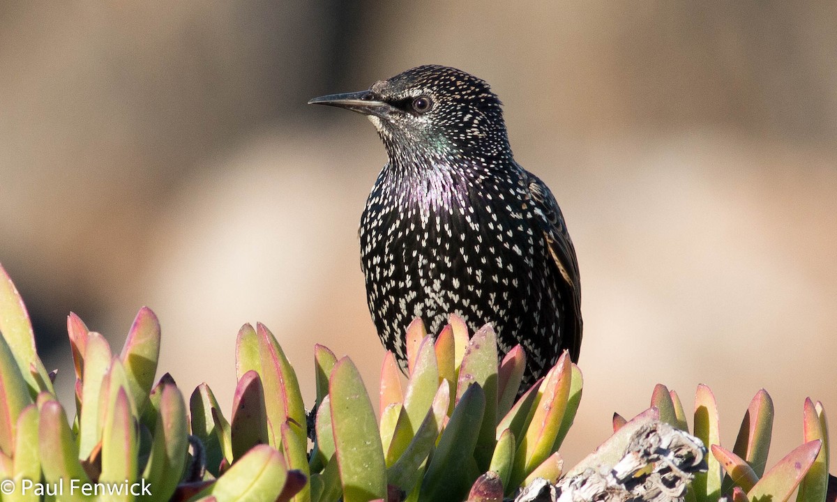 European Starling - Paul Fenwick