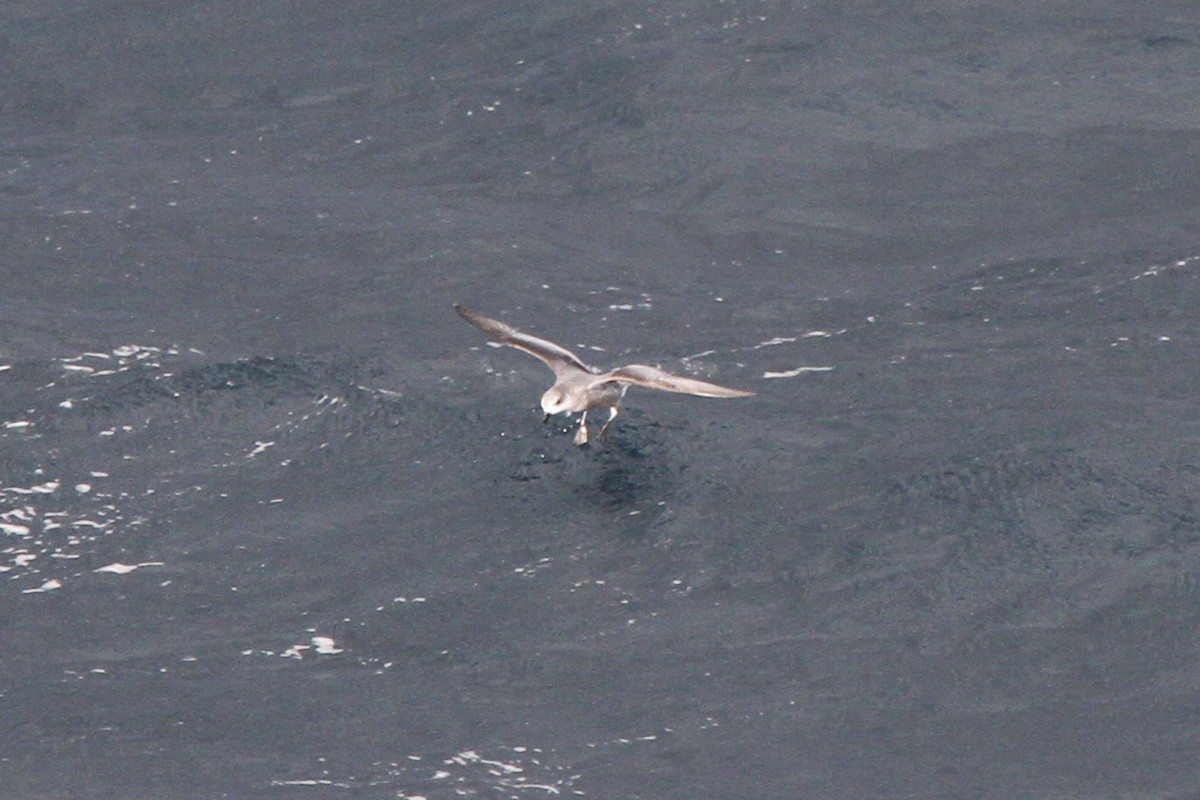 Mottled Petrel - ML77406031