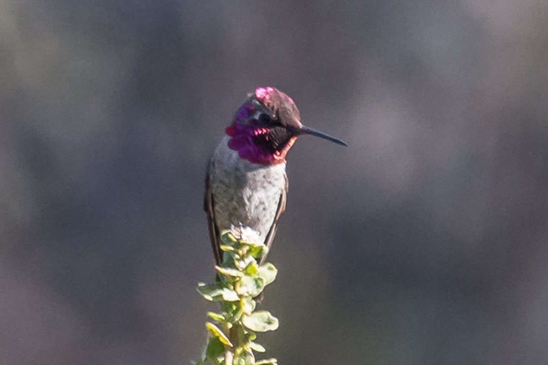 rødmaskekolibri - ML77406171