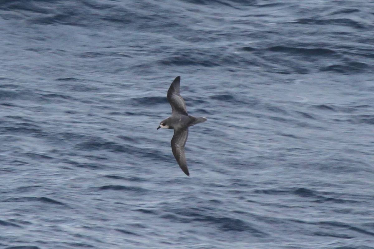 Mottled Petrel - ML77406551