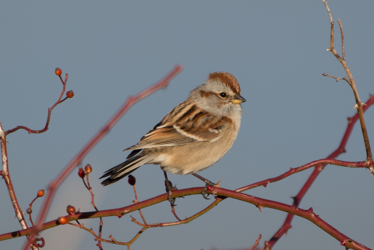 American Tree Sparrow - ML77406971