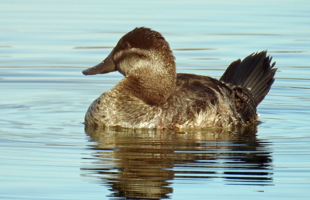 Ruddy Duck - ML77407701