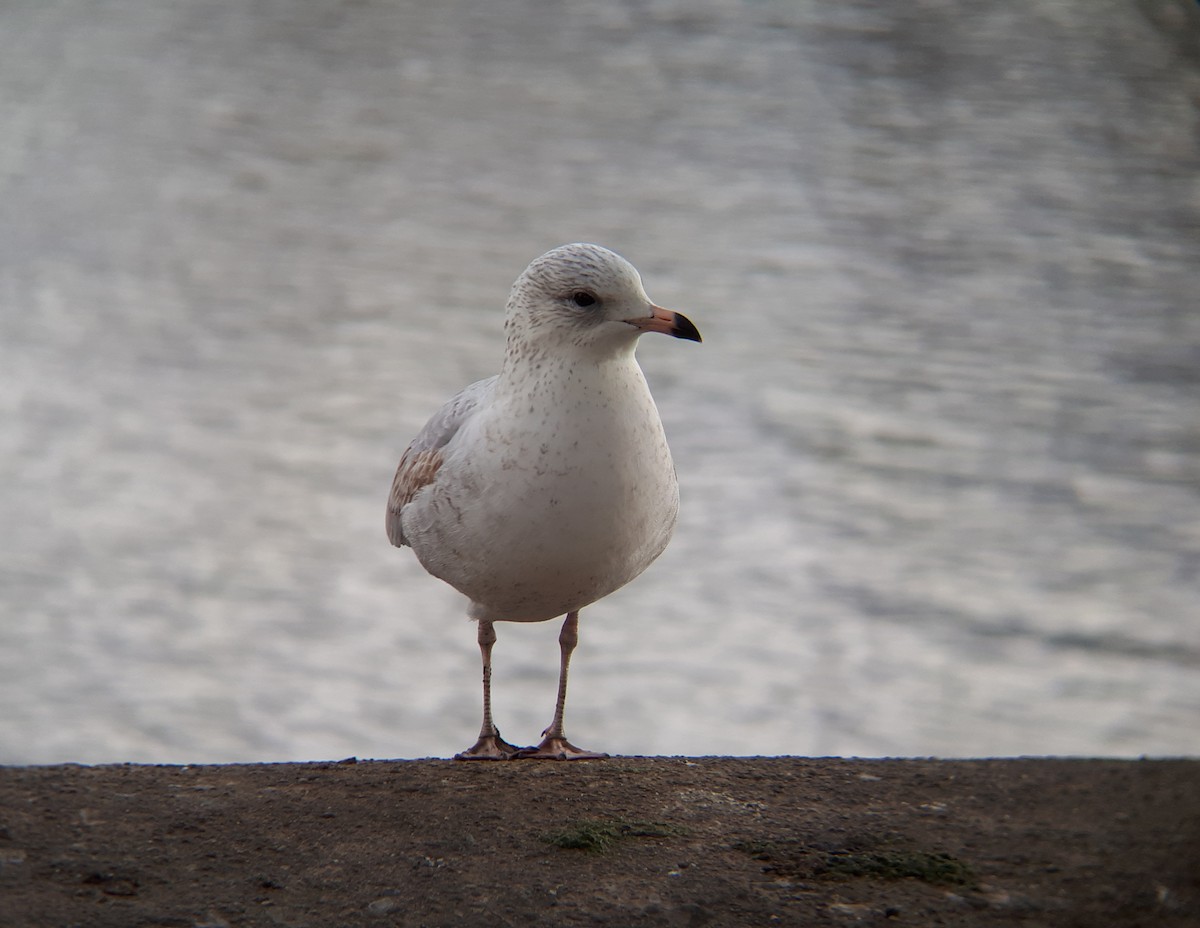 Ring-billed Gull - Gregory Kuwahara