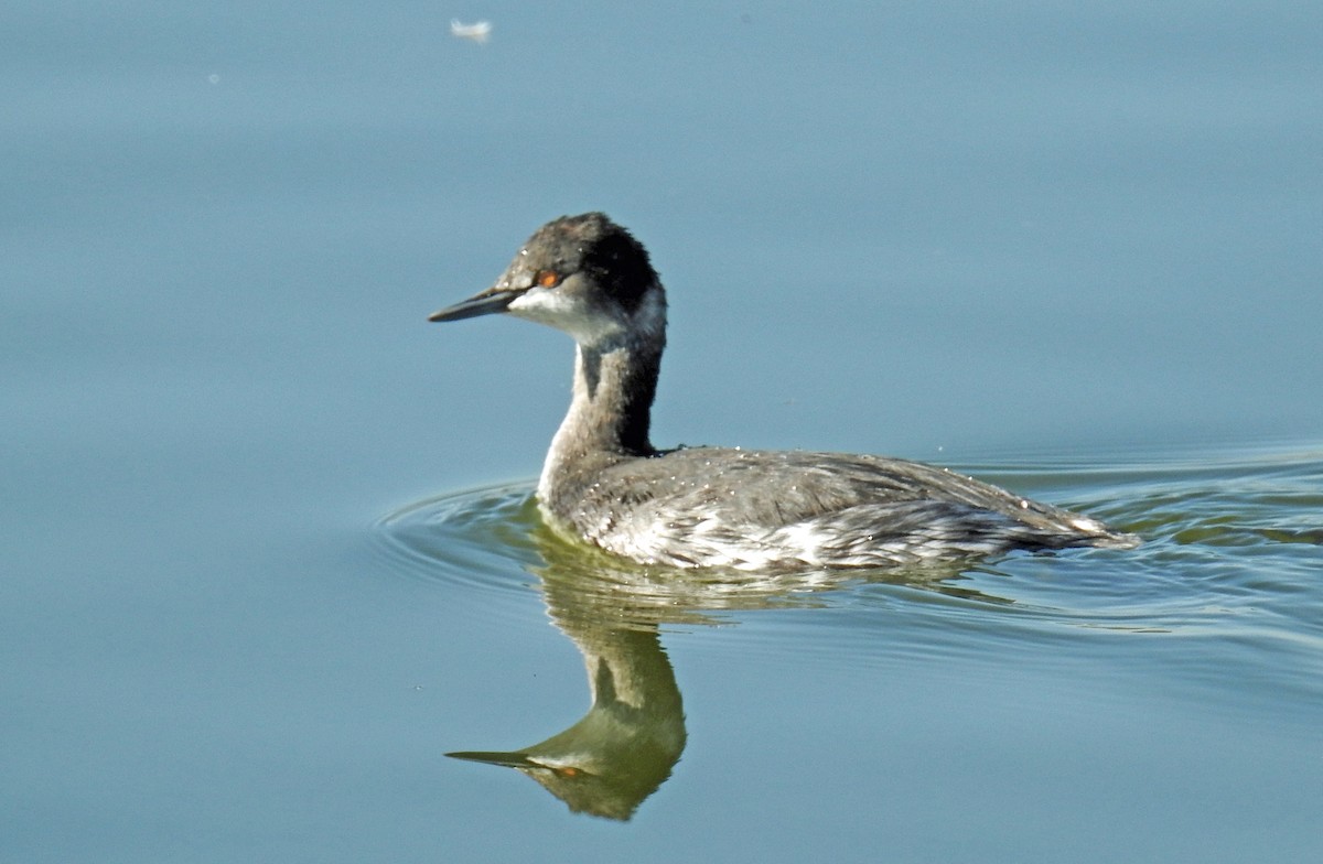 Eared Grebe - Jim Scott