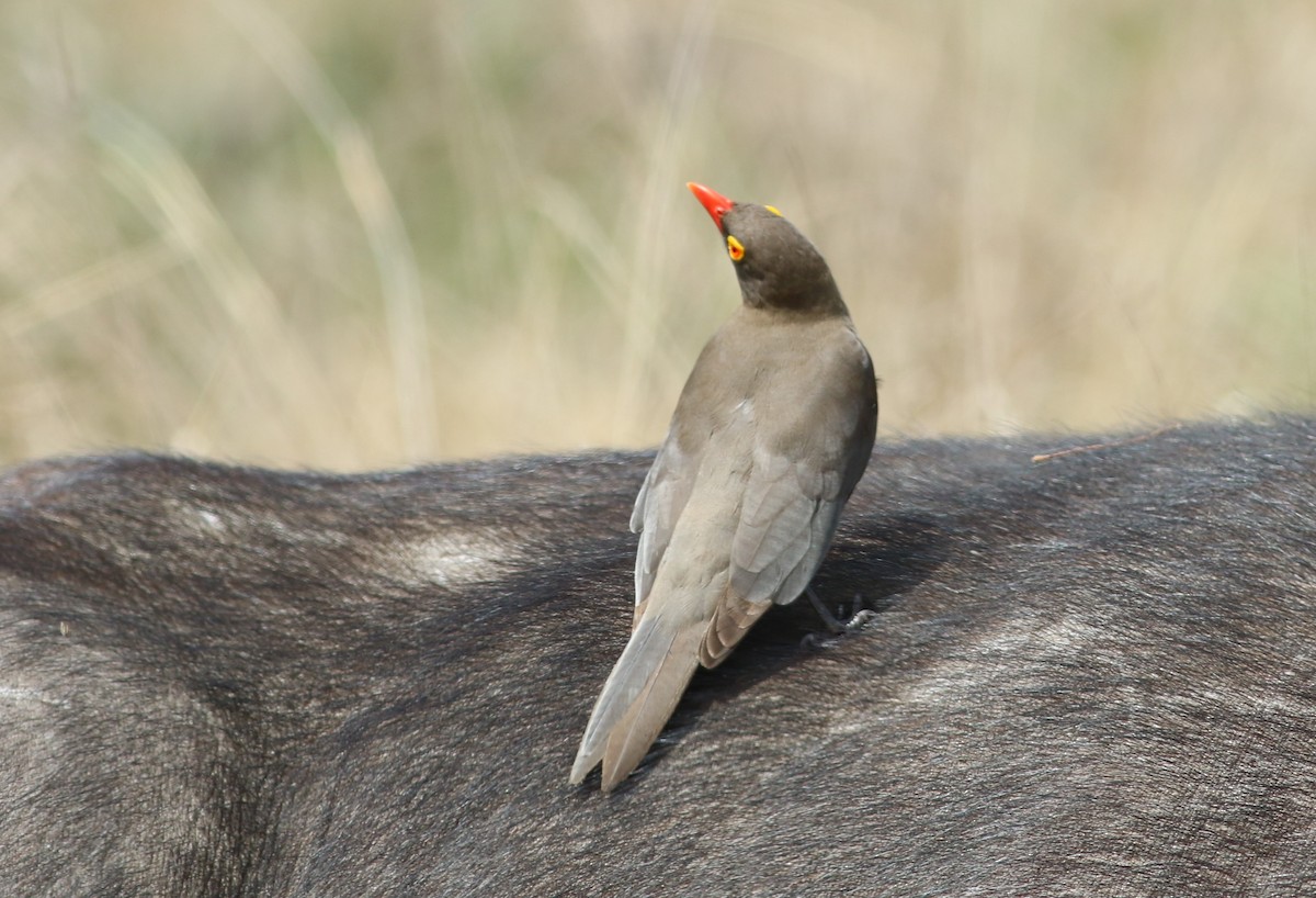 Red-billed Oxpecker - ML77411541