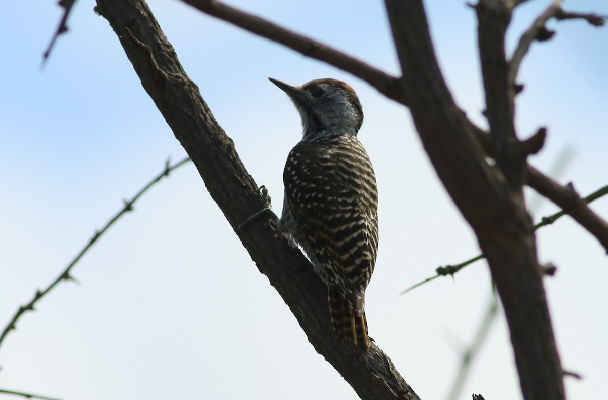 Cardinal Woodpecker - ML77411741