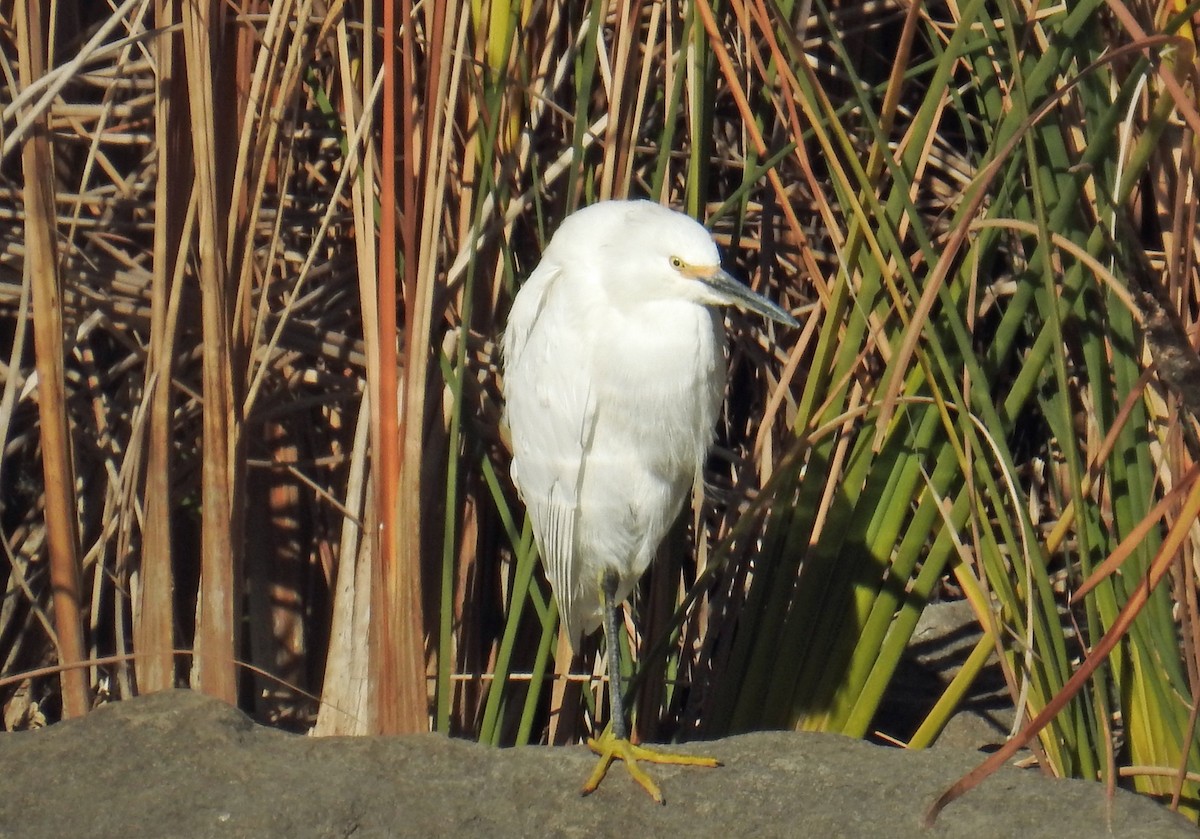 Snowy Egret - Jim Scott