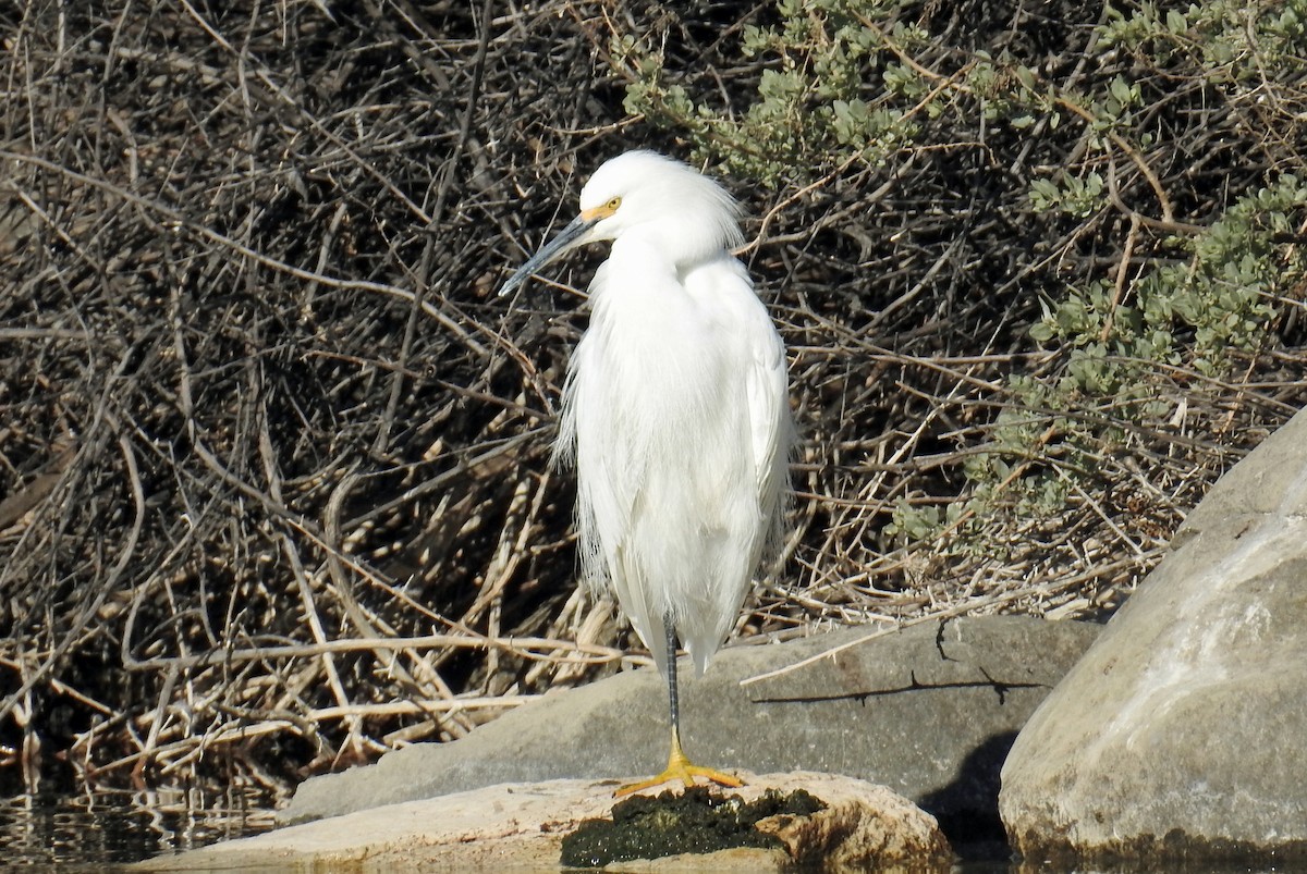 Snowy Egret - ML77411831