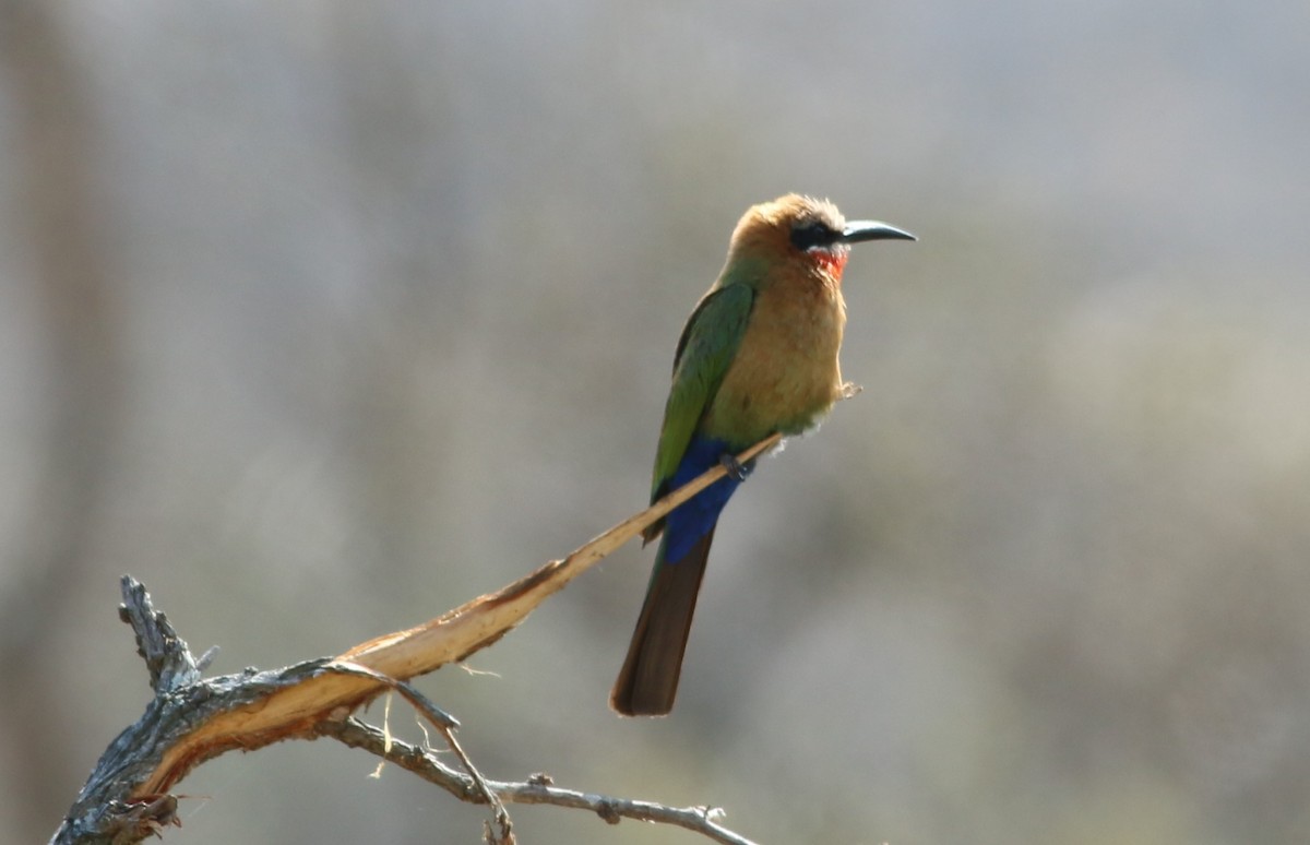 White-fronted Bee-eater - ML77411921