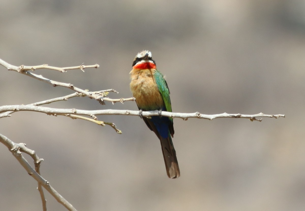 White-fronted Bee-eater - ML77412021