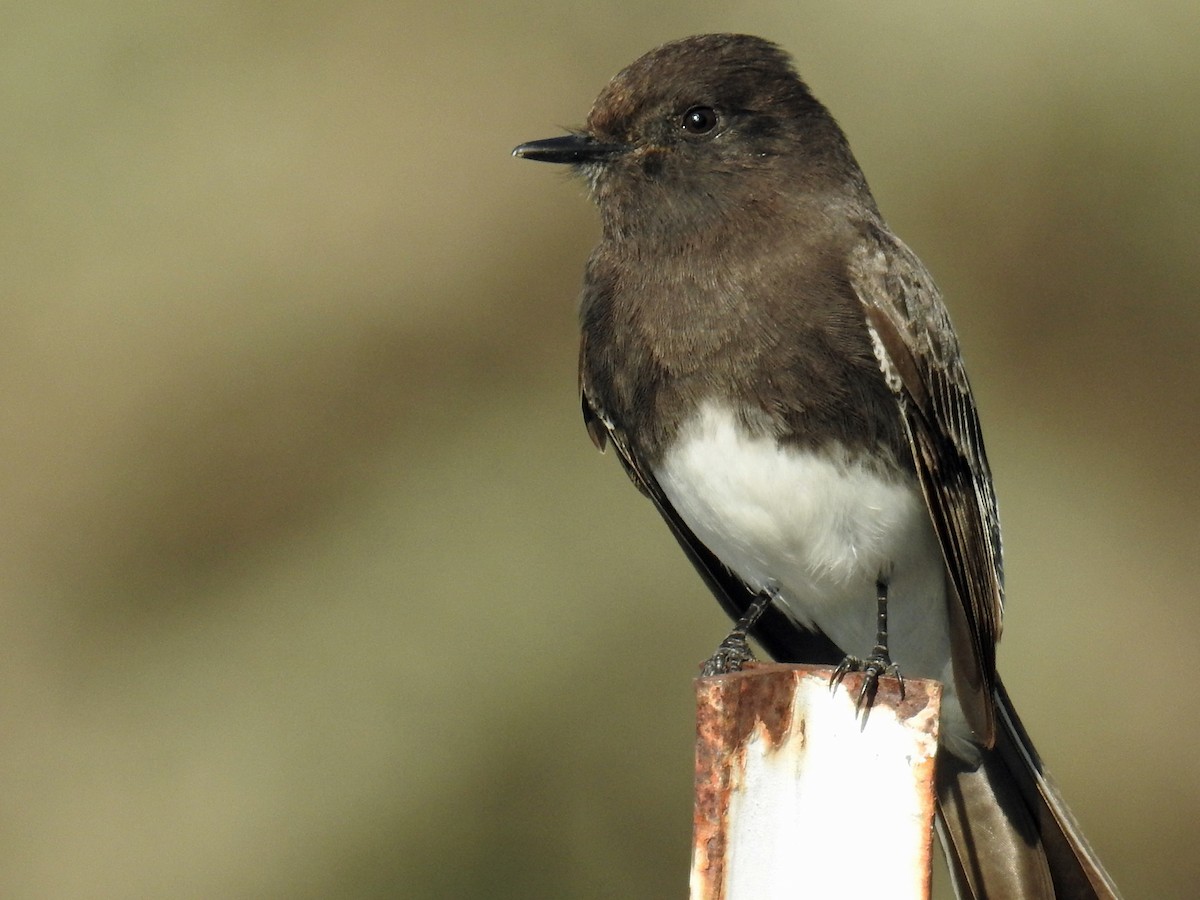 Black Phoebe - ML77412031