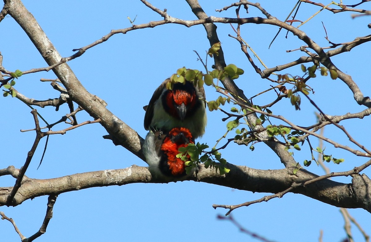 Black-collared Barbet - ML77412111