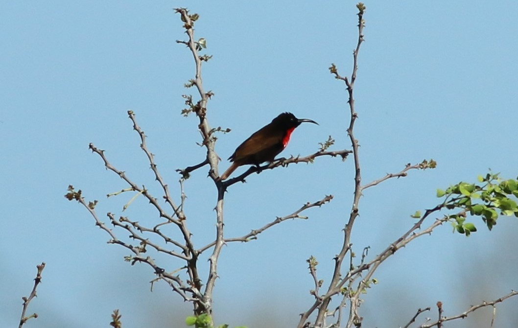 Scarlet-chested Sunbird - ML77412331