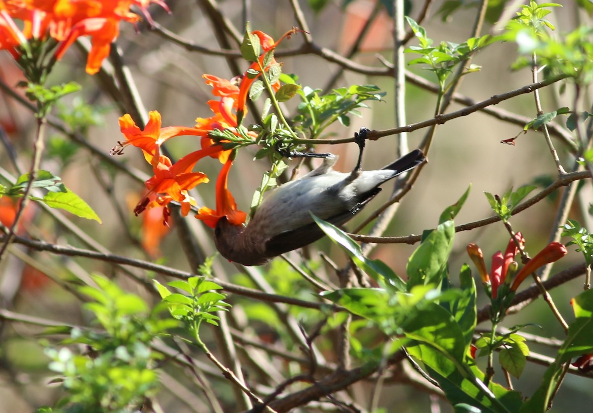 White-breasted Sunbird - ML77412391