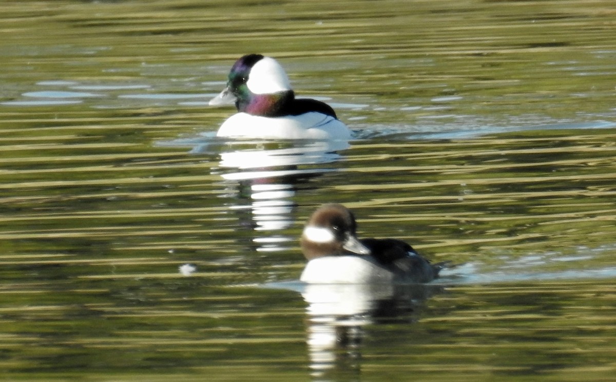 Bufflehead - Jim Scott