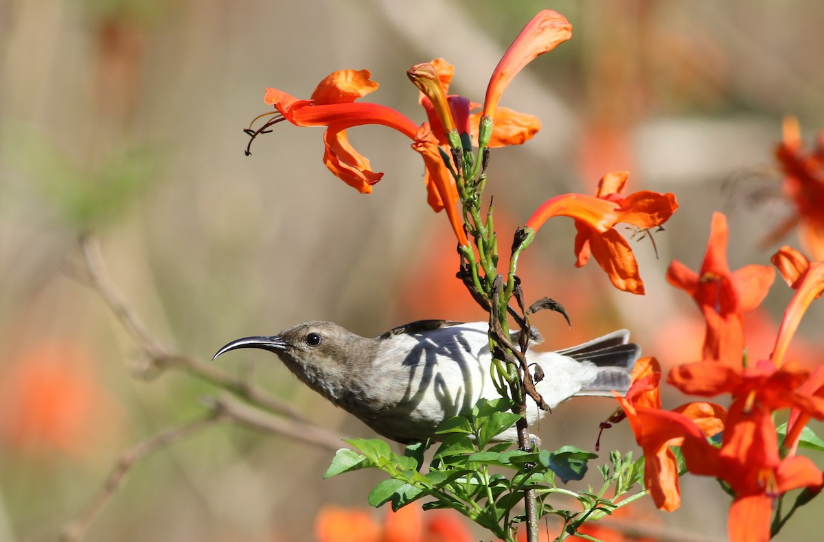 White-breasted Sunbird - ML77412431