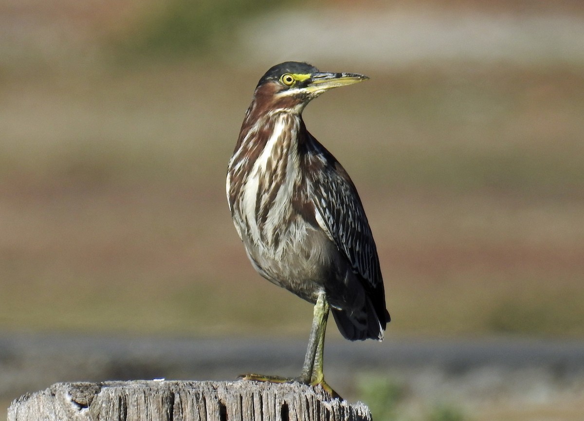 Green Heron - ML77412491