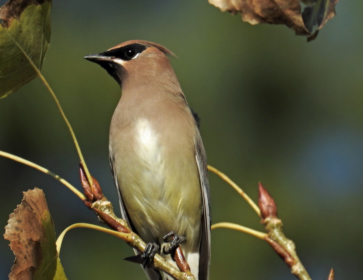 Cedar Waxwing - ML77412541