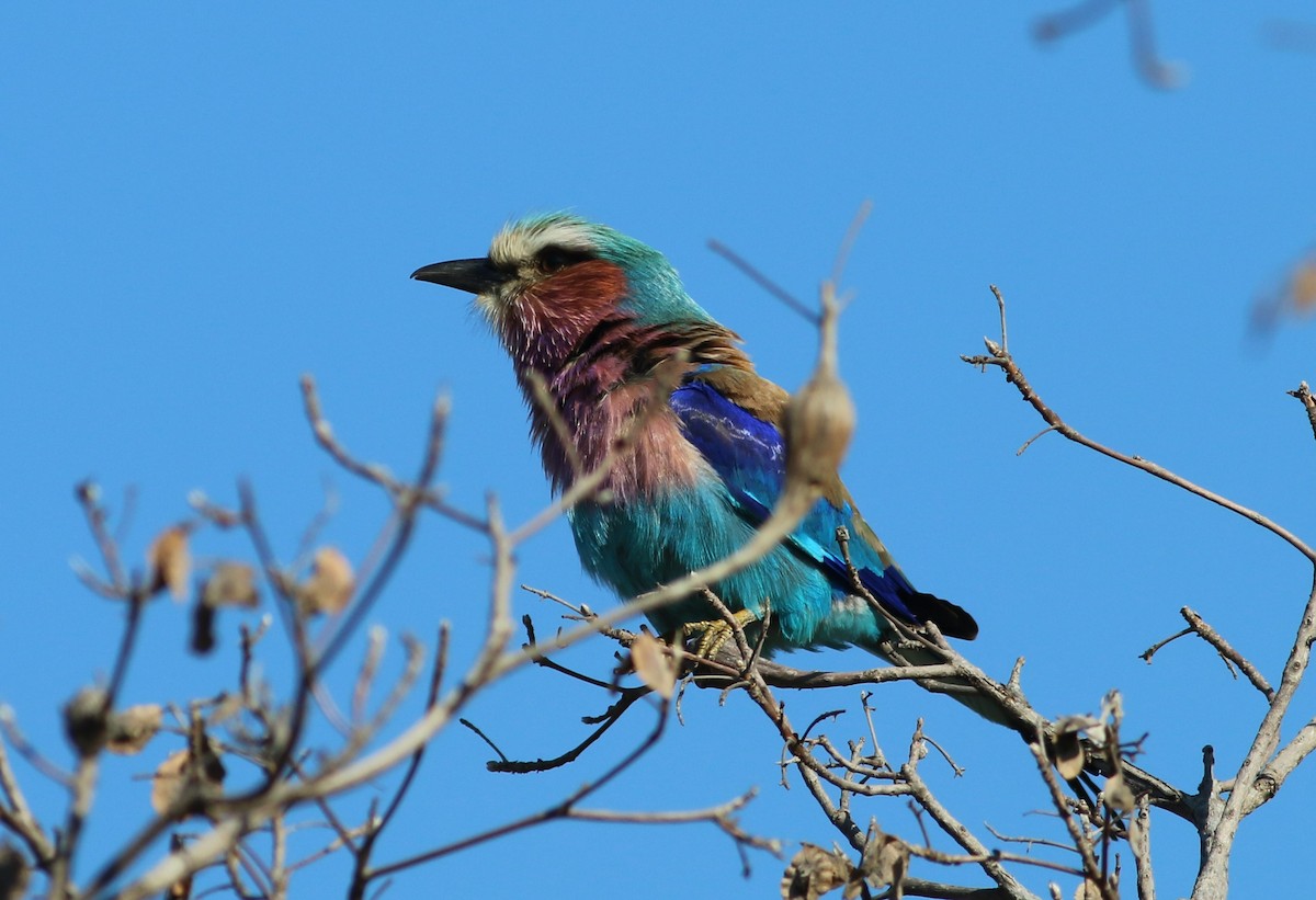 Lilac-breasted Roller - ML77412561